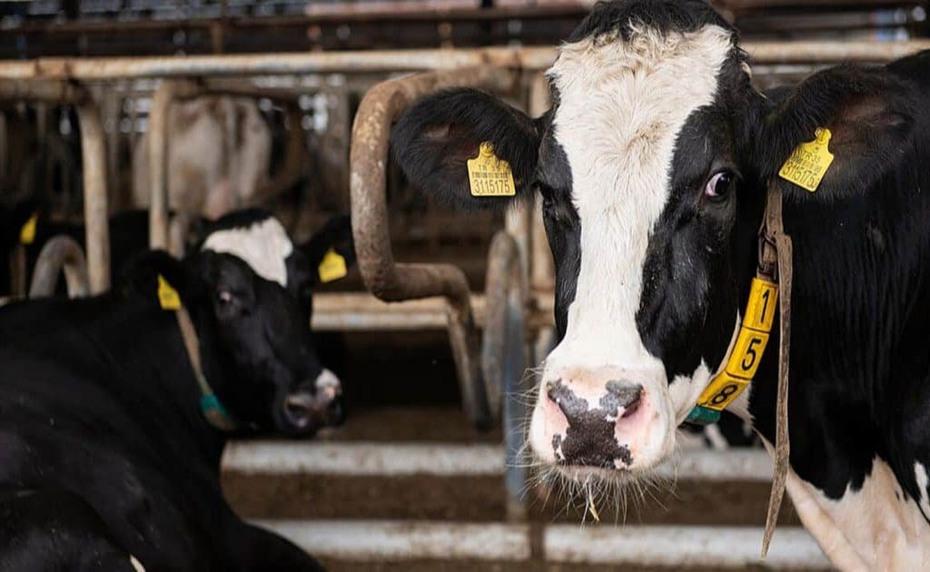 Kött- och mejerikonsumtion: Hälsorisker, cancerkopplingar och näringsalternativ augusti 2025