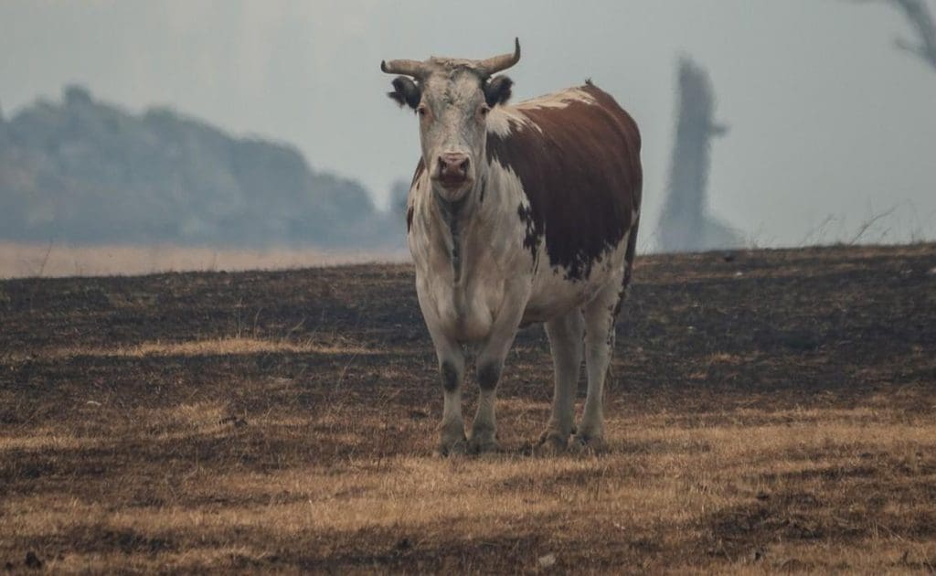 Djurodling och miljö: De dolda kostnaderna för kött, mejeriprodukter och klimatförändringar augusti 2025