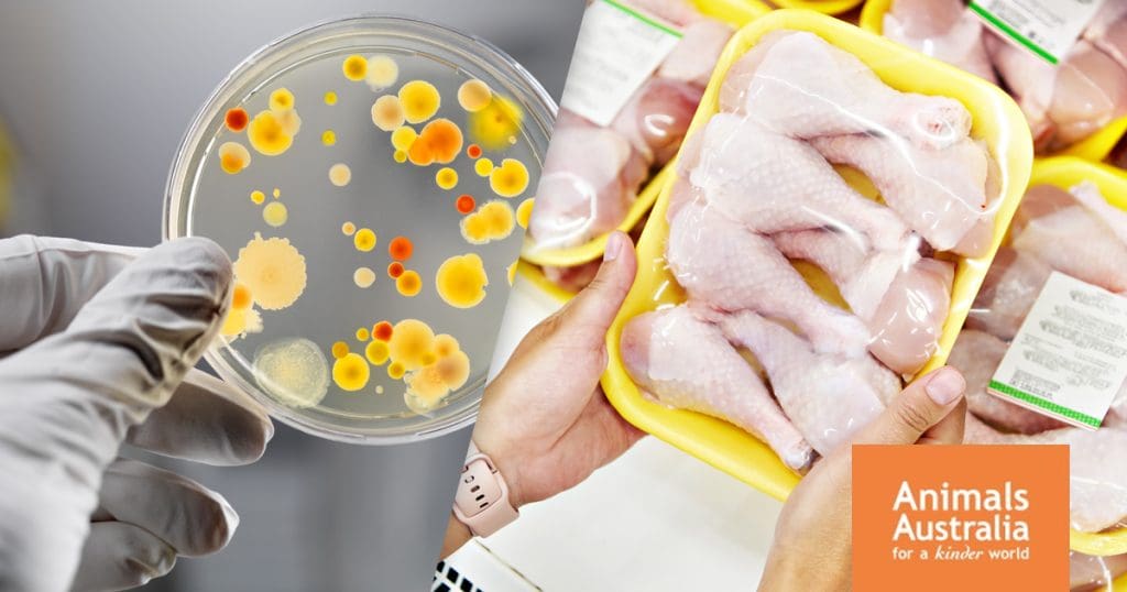 Antibiotic Resistance: The Collateral Damage of Factory Farming 1 Antibiotic Resistance: The Collateral Damage of Factory Farming June 2025