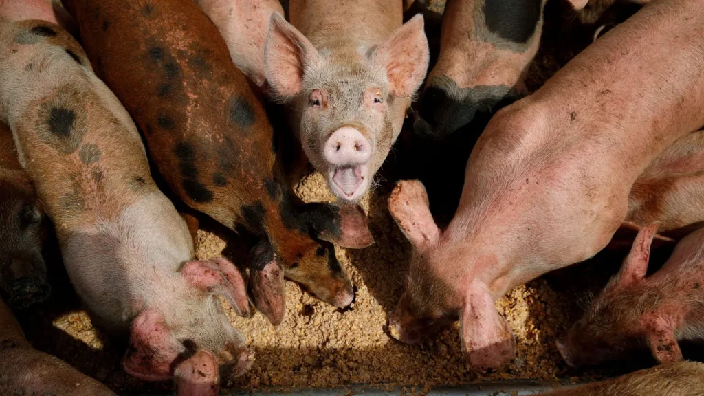 How Factory Farming Harms the Environment: Climate Change, Biodiversity Loss, and Sustainable Solutions 3 How Factory Farming Harms the Environment: Climate Change, Biodiversity Loss, and Sustainable Solutions June 2025
