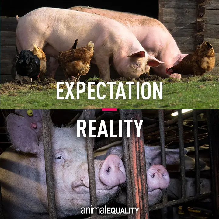 Veganism and Sustainability: Promoting Ethical Choices for Animal Welfare and a Greener Planet 2 Veganism and Sustainability: Promoting Ethical Choices for Animal Welfare and a Greener Planet June 2025