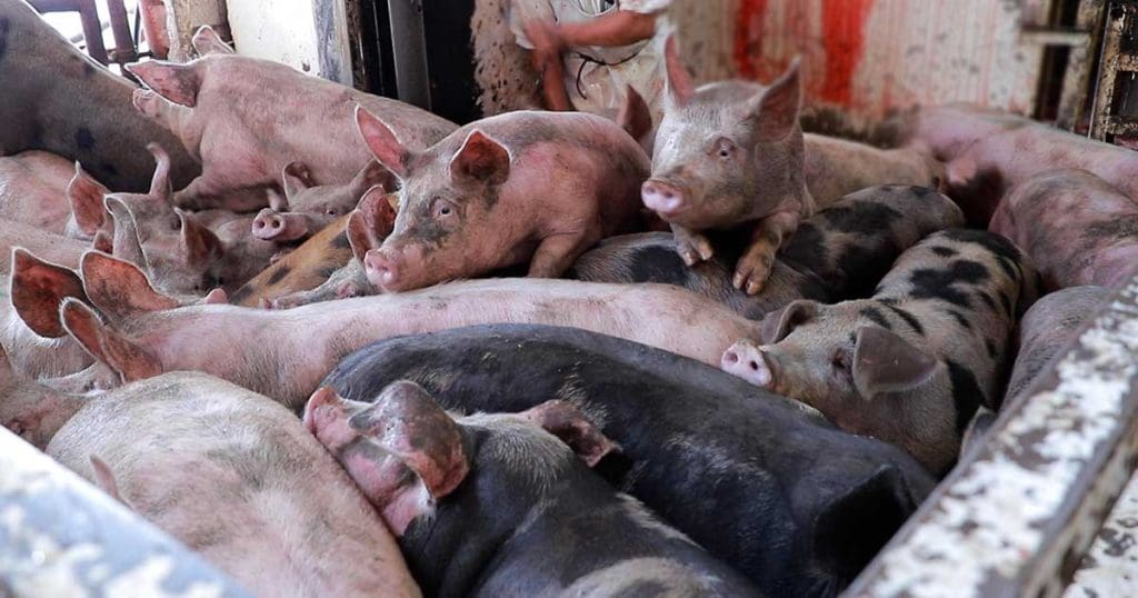 Raising Awareness: Confronting the Cruel Realities of Factory Farming 2 Raising Awareness: Confronting the Cruel Realities of Factory Farming June 2025