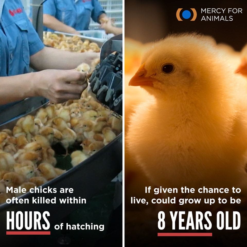 The Truth about Meat: Its Impact on our Health and the Planet 5 The Truth about Meat: Its Impact on our Health and the Planet June 2025