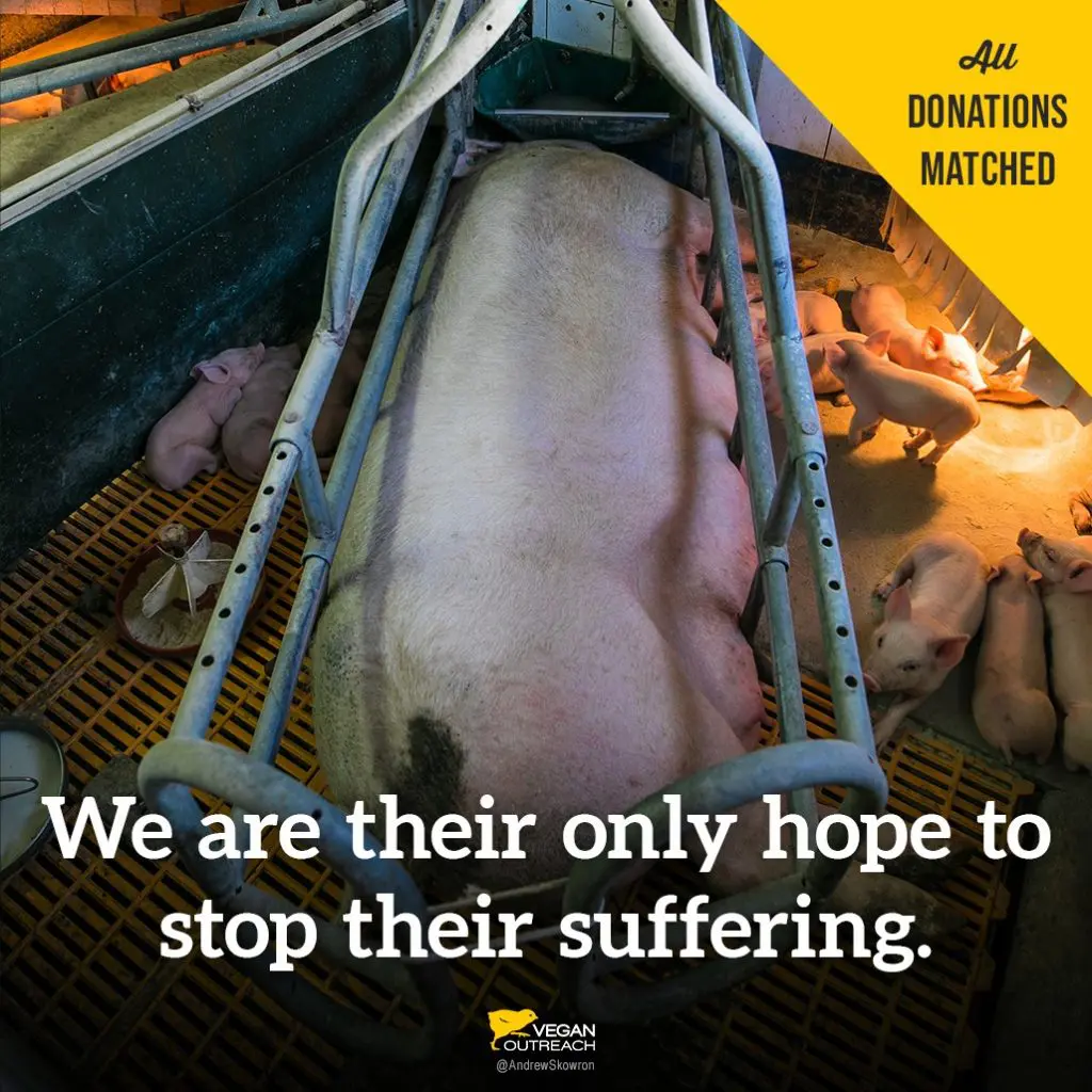Die blootstelling van die verborge impak van suiwel- en vleisbedrywe: omgewings-, etiese en gesondheidskwessies 2 Die blootstelling van die verborge impak van suiwel- en vleisbedrywe: omgewings-, etiese en gesondheidskwessies in Junie 2025