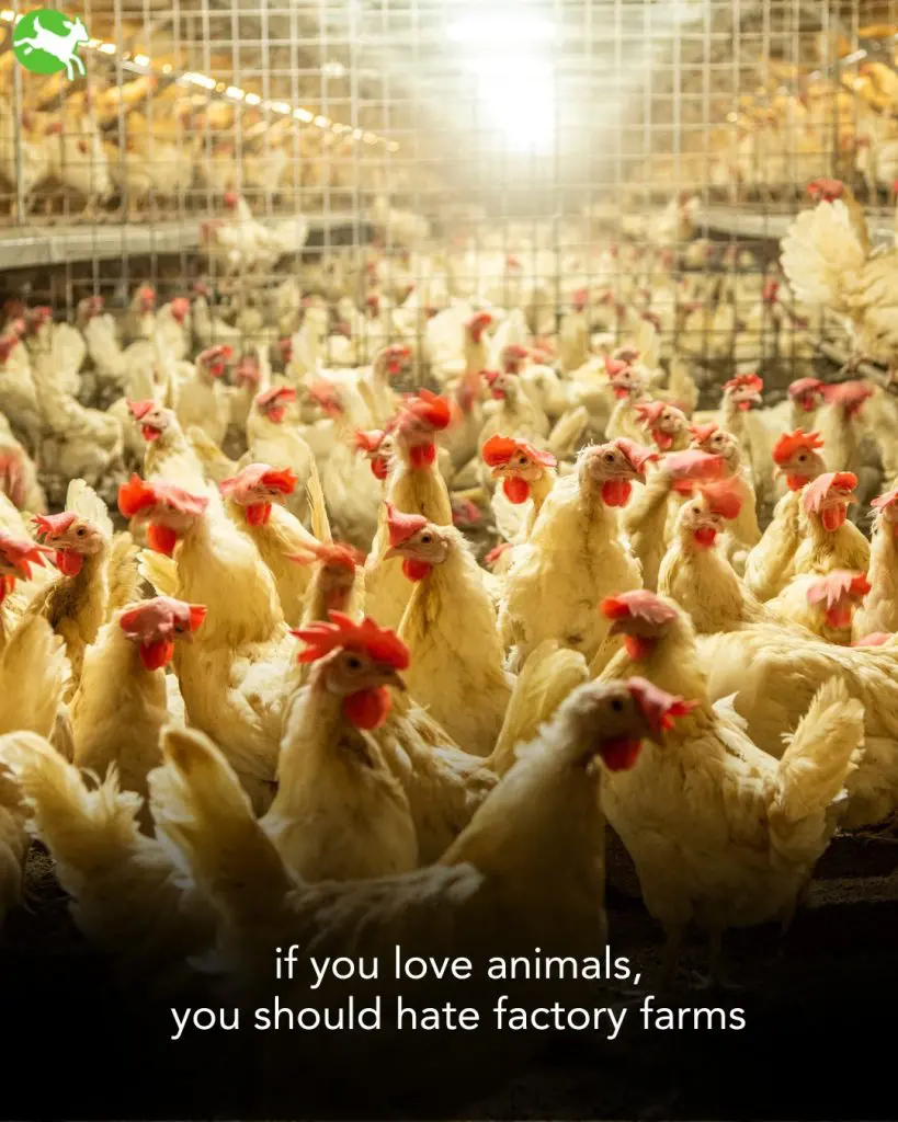 سمت تاریک کشاورزی: رونمایی از وحشت مزارغ صنعتی 3 The Dark Side of Agriculture: Unveiling the Horrors of مزارغ صنعتی نوامبر 2024