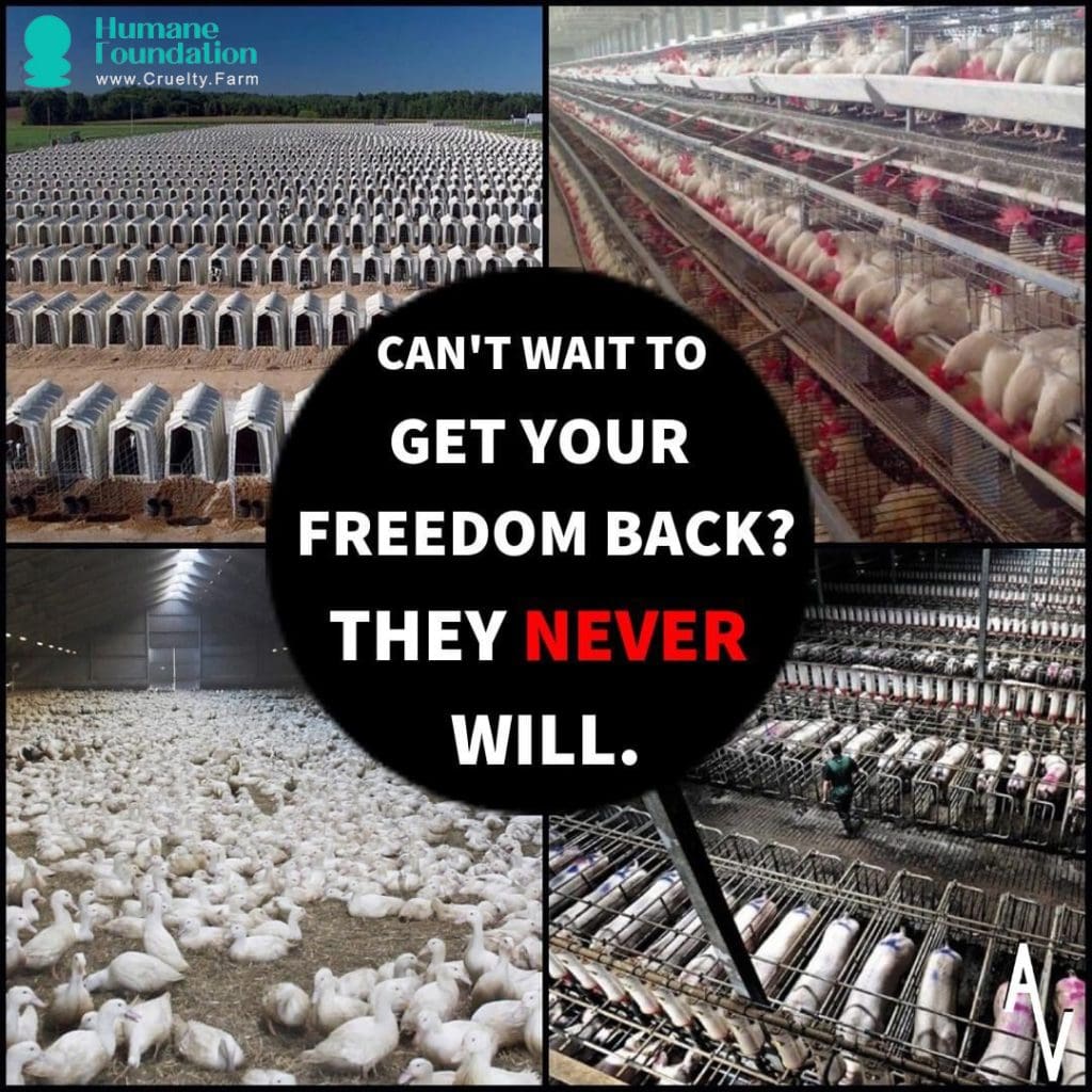 Exposing the Hidden Cruelty: The Harrowing Truth About Factory Farming 1 Exposing the Hidden Cruelty: The Harrowing Truth About Factory Farming June 2025