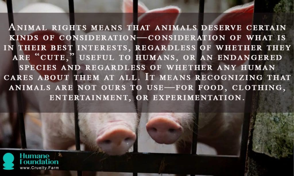 Pourquoi les animaux méritent des droits: explorer le véganisme, la vie éthique et les choix de compassion 1 1 Pourquoi les animaux méritent des droits: explorer le véganisme, la vie éthique et les choix de compassion juin 2025