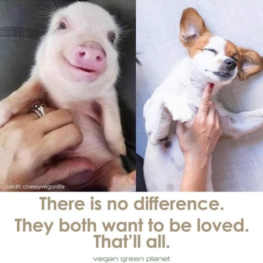 Factory Farming's Devastating Impact on Animals, Human Health, and the Environment 4 Factory Farming's Devastating Impact on Animals, Human Health, and the Environment June 2025