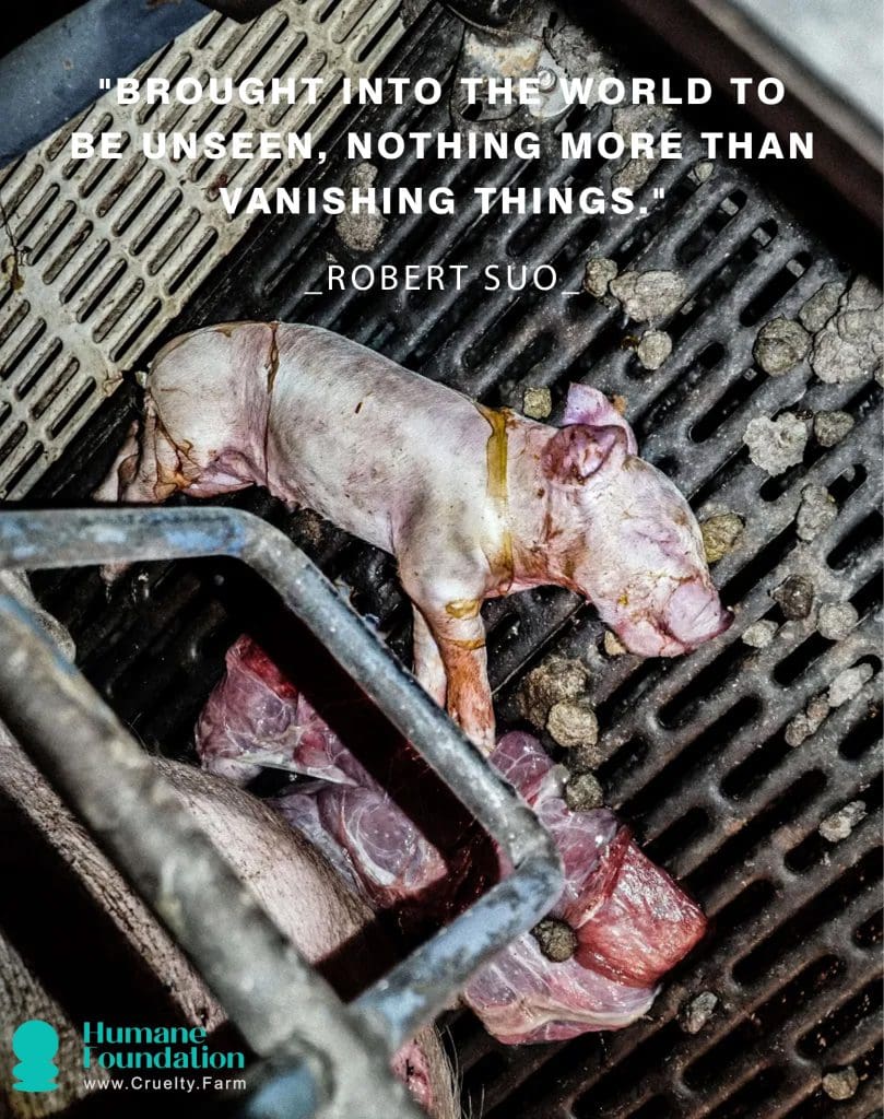 The Dark Side of Factory Farms: A Closer Look at Animal Cruelty 3 The Dark Side of Factory Farms: A Closer Look at Animal Cruelty June 2025