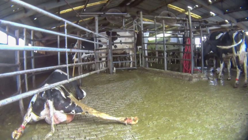 The Health Hazards of Factory-Farmed Meat and Dairy 4 The Health Hazards of Factory-Farmed Meat and Dairy June 2025