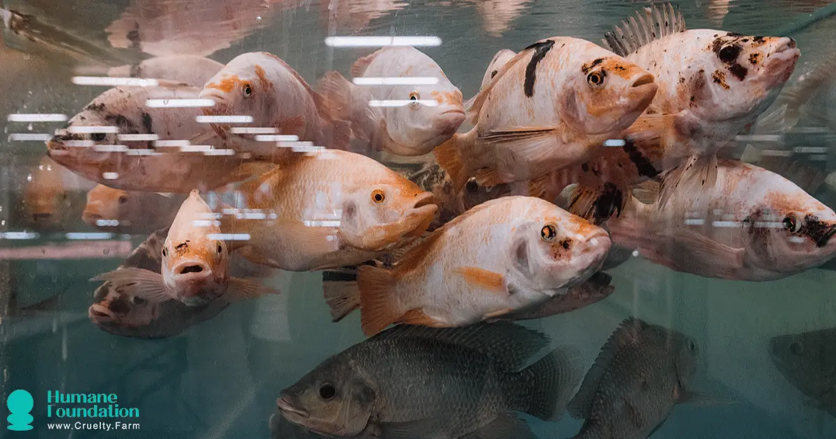 Swimming in Circles The Welfare of Farmed Fish in Tanks Humane