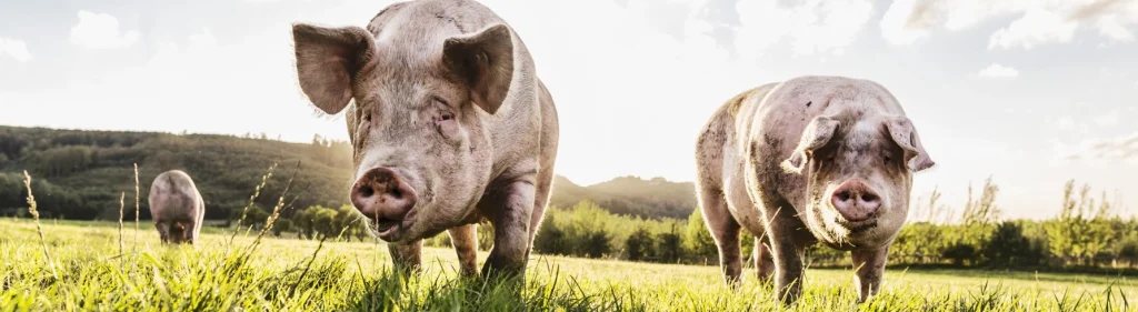 Veganism: A Path to Improved Health and Animal Welfare 1 Veganism: A Path to Improved Health and Animal Welfare June 2025