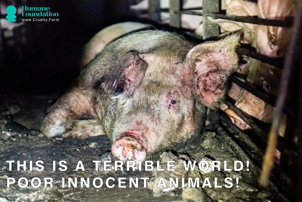 The Dark Side of Factory Farms: A Closer Look at Animal Cruelty 2 The Dark Side of Factory Farms: A Closer Look at Animal Cruelty June 2025