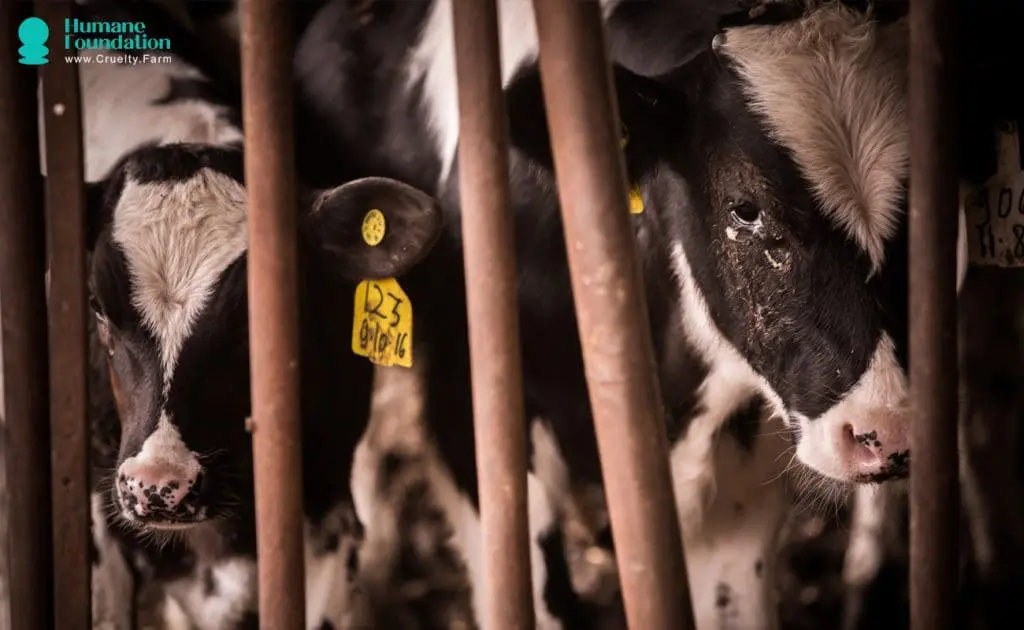 The Emotional Toll of Factory Farming: Unveiling the Hidden Suffering of Dairy Cows 1 The Emotional Toll of Factory Farming: Unveiling the Hidden Suffering of Dairy Cows June 2025
