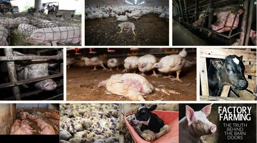 The Role of Veganism in Reducing Animal Cruelty in Factory Farms 1 The Role of Veganism in Reducing Animal Cruelty in Factory Farms June 2025