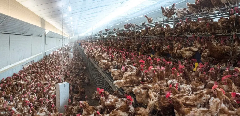 Raising Awareness: Confronting the Cruel Realities of Factory Farming 1 Raising Awareness: Confronting the Cruel Realities of Factory Farming June 2025