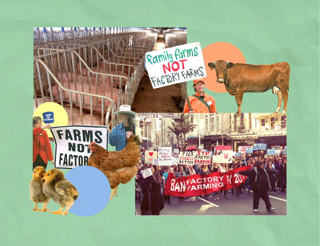 Factory Farms: Breeding Grounds for Disease and Environmental Degradation 3 Factory Farms: Breeding Grounds for Disease and Environmental Degradation June 2025