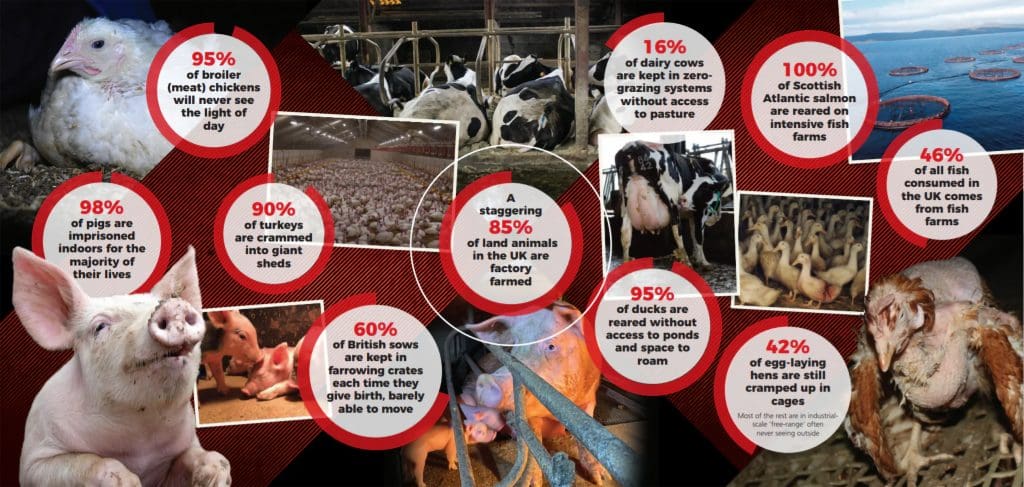 Exposing Factory Farming Cruelty: The Shocking Truth Behind Your Everyday Food Choices 3 Exposing Factory Farming Cruelty: The Shocking Truth Behind Your Everyday Food Choices June 2025