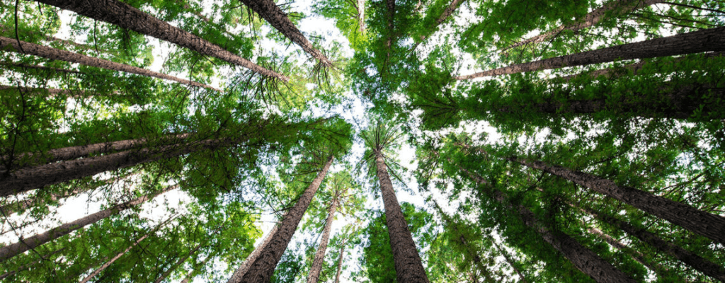 The Real Deal: Eating Less Meat vs. Planting More Trees 3 The Real Deal: Eating Less Meat vs. Planting More Trees May 2025