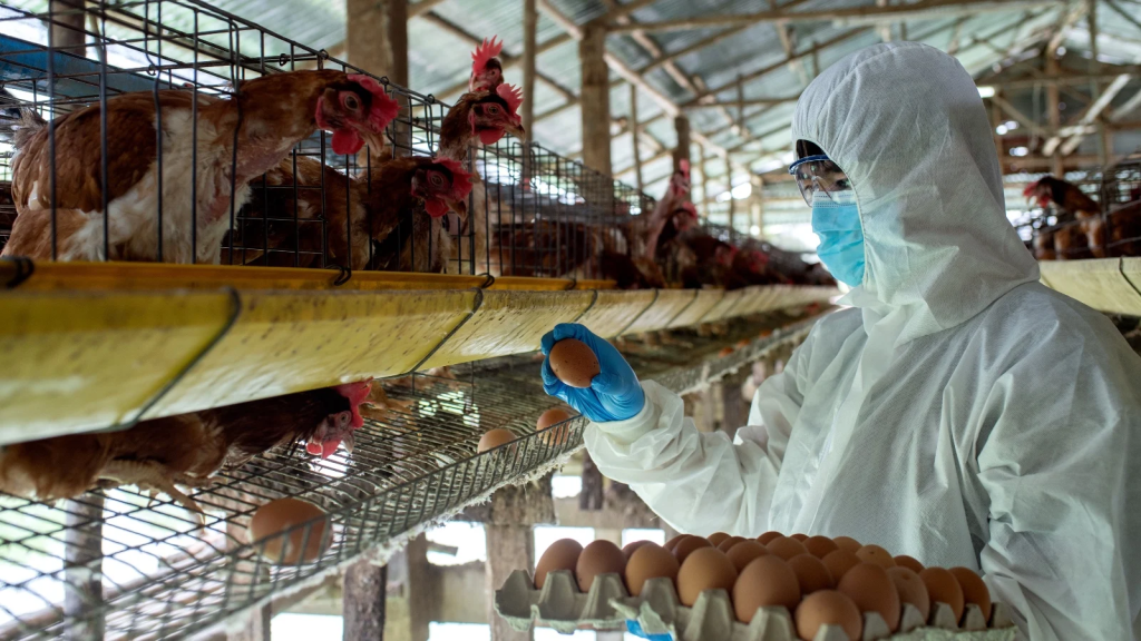 The Connection Between Factory Farming and Zoonotic Diseases: A Pandemic Waiting to Happen? 1 The Connection Between Factory Farming and Zoonotic Diseases: A Pandemic Waiting to Happen? June 2025
