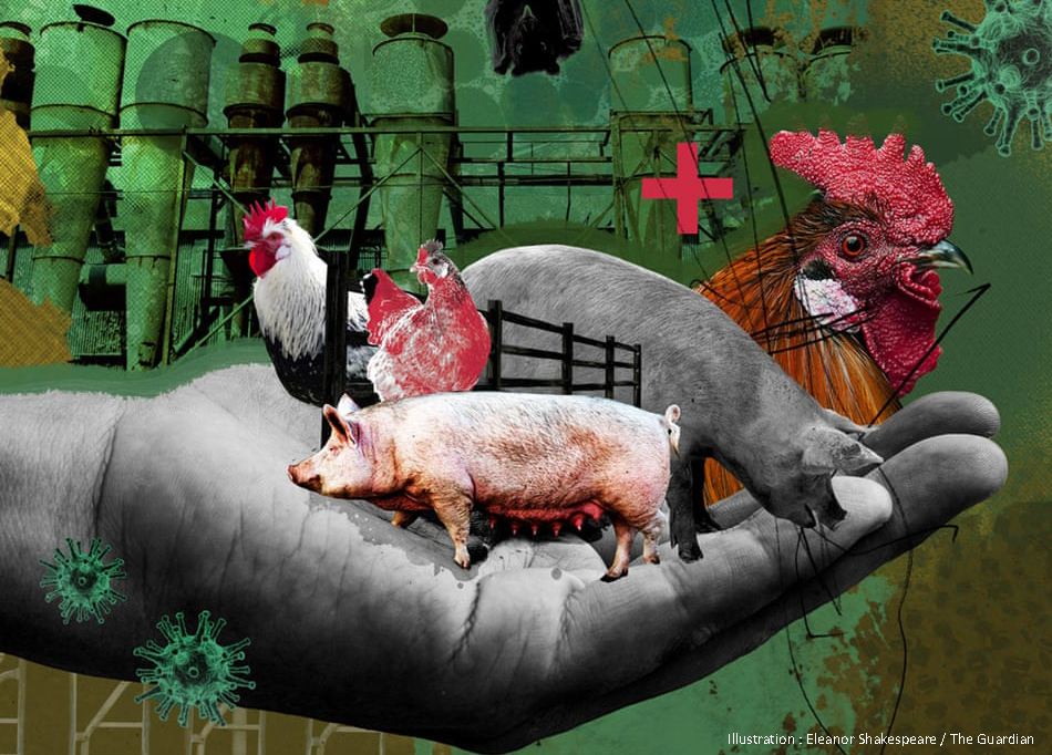 The Connection Between Factory Farming and Zoonotic Diseases: A Pandemic Waiting to Happen? 2 The Connection Between Factory Farming and Zoonotic Diseases: A Pandemic Waiting to Happen? June 2025