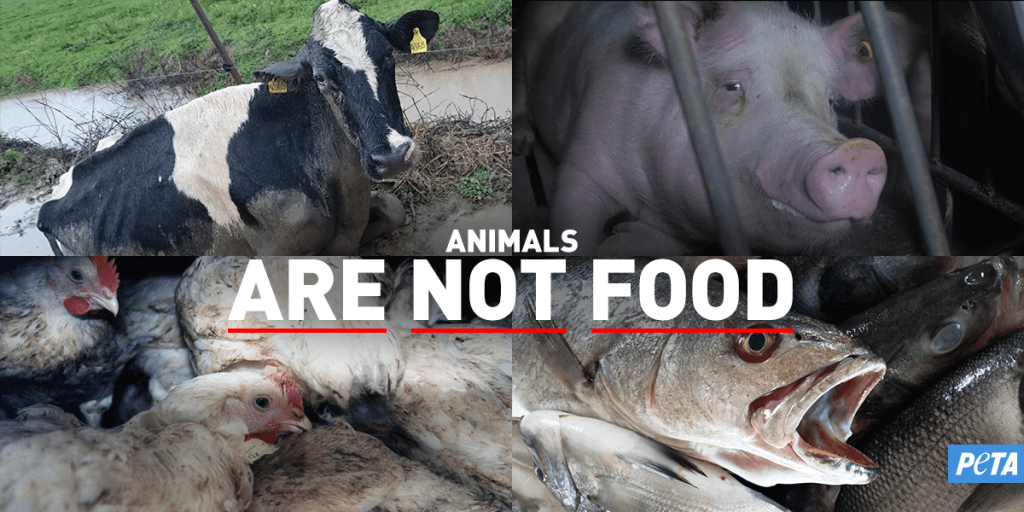 How Veganism Can Help End Animal Cruelty in Factory Farms 3 How Veganism Can Help End Animal Cruelty in Factory Farms June 2025