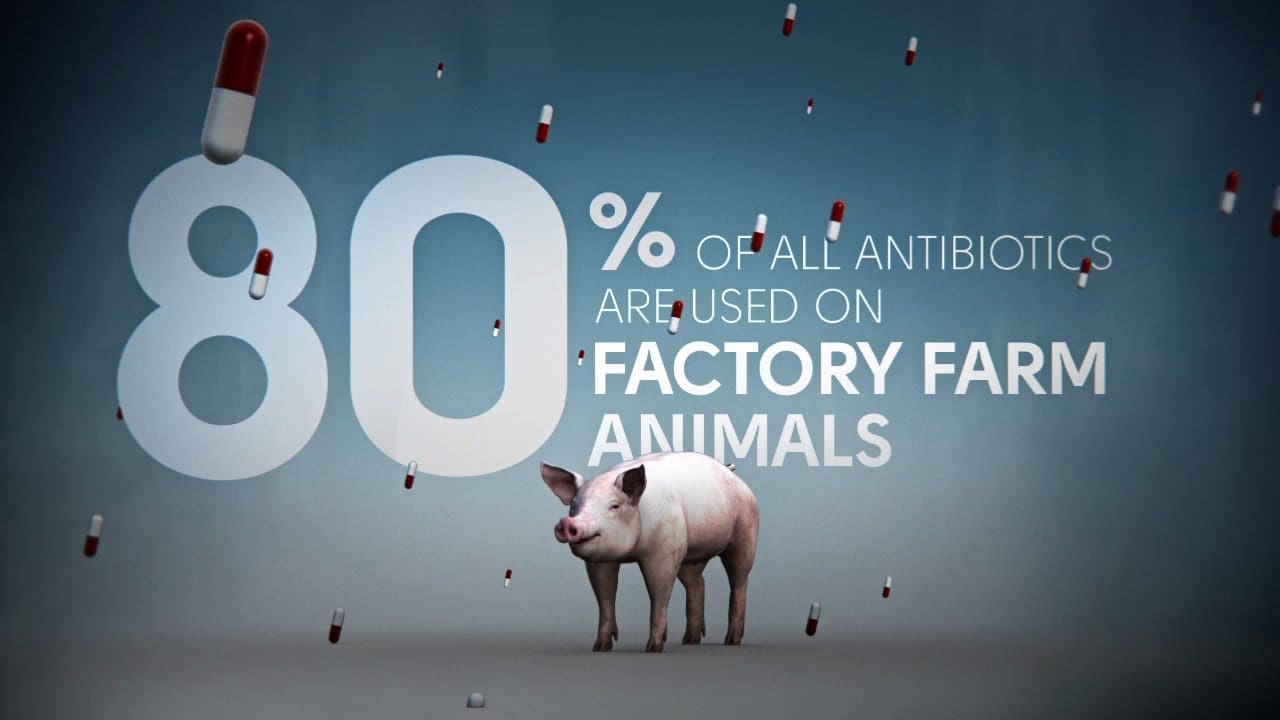 Antibiootikumiresistentsus ja keskkonnareostus: loomakasvatusjäätmete mõju rahvatervisele ja ökosüsteemidele, august 2025