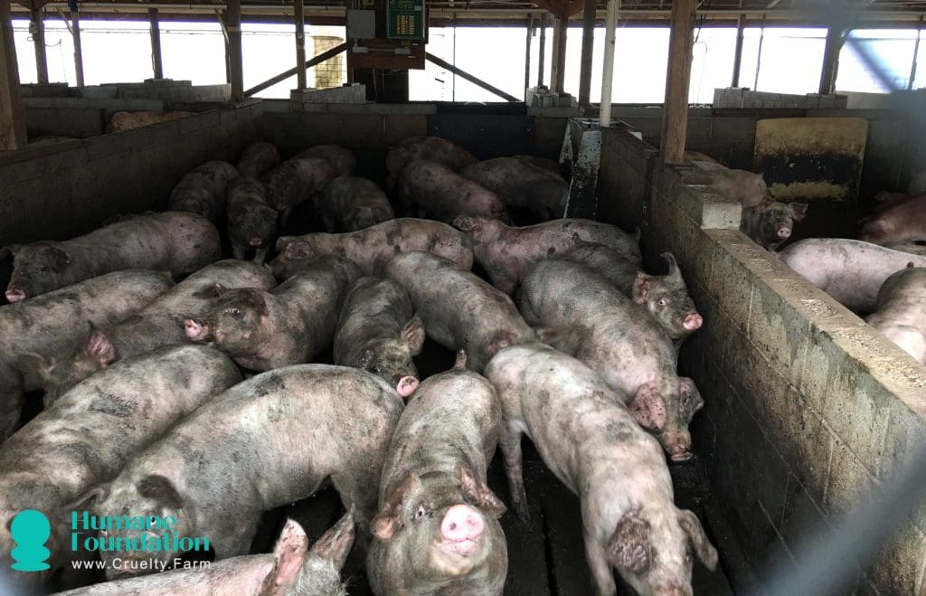 The Hidden Cruelty Behind Your Food: Factory Farming Exposed 2 The Hidden Cruelty Behind Your Food: Factory Farming Exposed May 2025