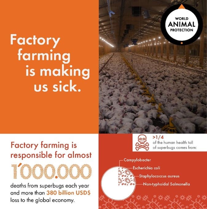 Antibiotic Resistance: The Collateral Damage of Factory Farming 3 Antibiotic Resistance: The Collateral Damage of Factory Farming June 2025