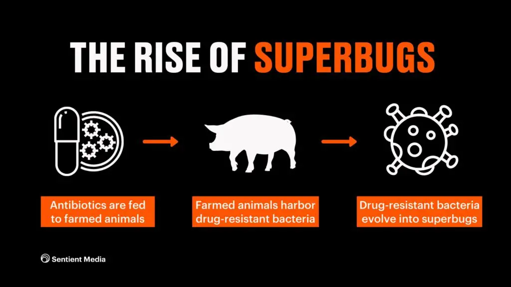 Antibiotic Resistance: The Collateral Damage of Factory Farming 2 Antibiotic Resistance: The Collateral Damage of Factory Farming June 2025