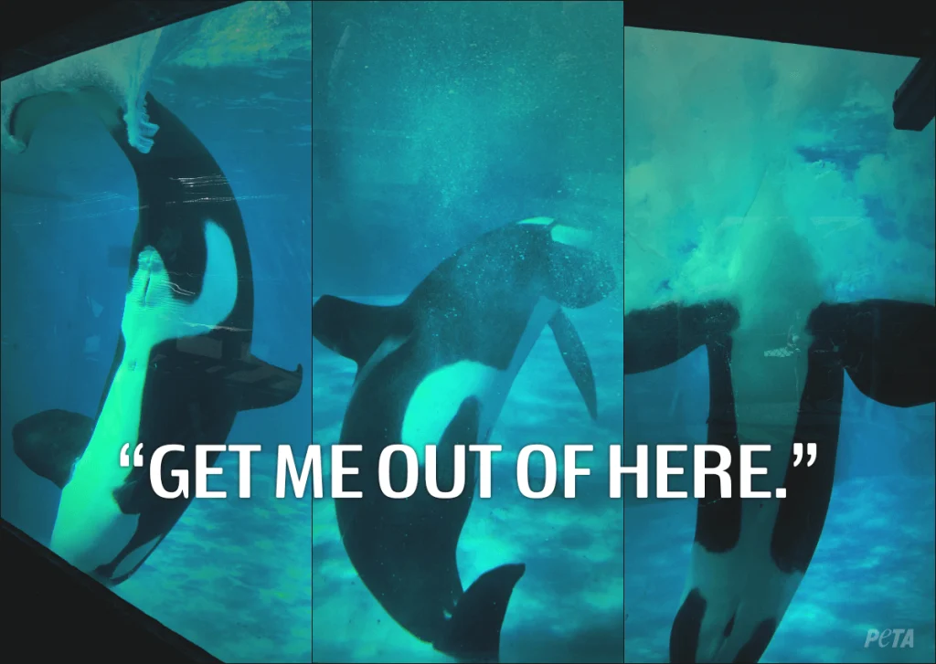 The Hidden Truth About Zoos, Circuses, and Marine Parks: Animal Welfare and Ethical Concerns Uncovered 2 The Hidden Truth About Zoos, Circuses, and Marine Parks: Animal Welfare and Ethical Concerns Uncovered June 2025