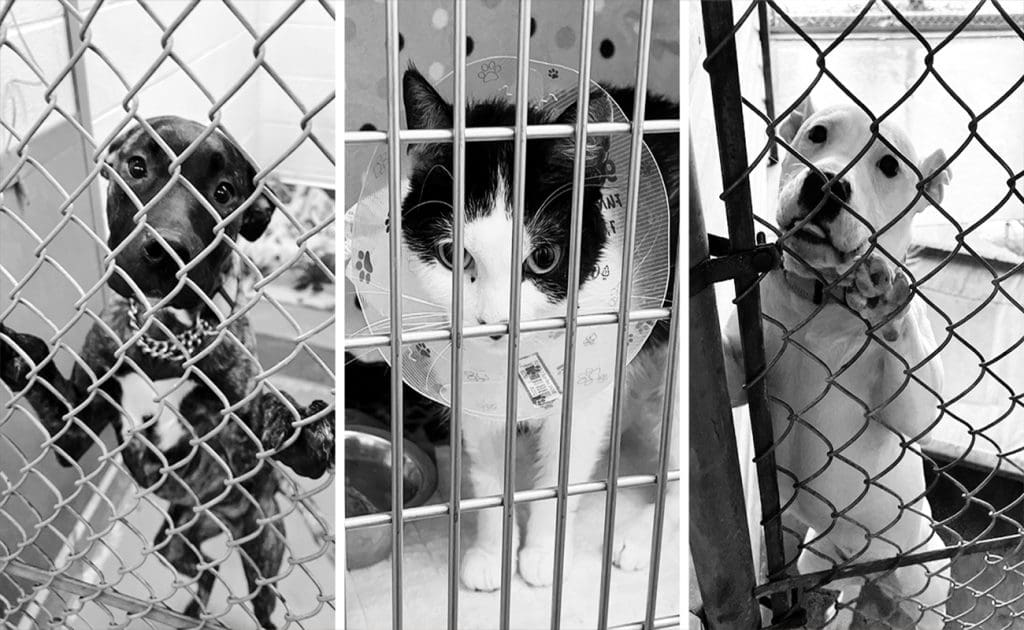 Animal Cruelty Laws, Ethical Challenges, and the Fight for Justice: Addressing Abuse and Promoting Compassion August 2025