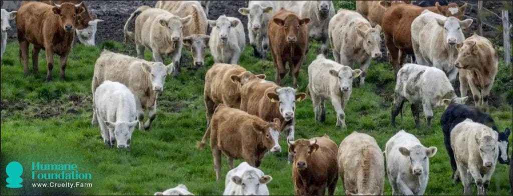 Rastreando o impacto ambiental da carne: da fazenda ao garfo, o desmatamento às emissões 2 Rastreando o impacto ambiental da carne: da fazenda ao garfo, desmatamento às emissões de junho de 2025