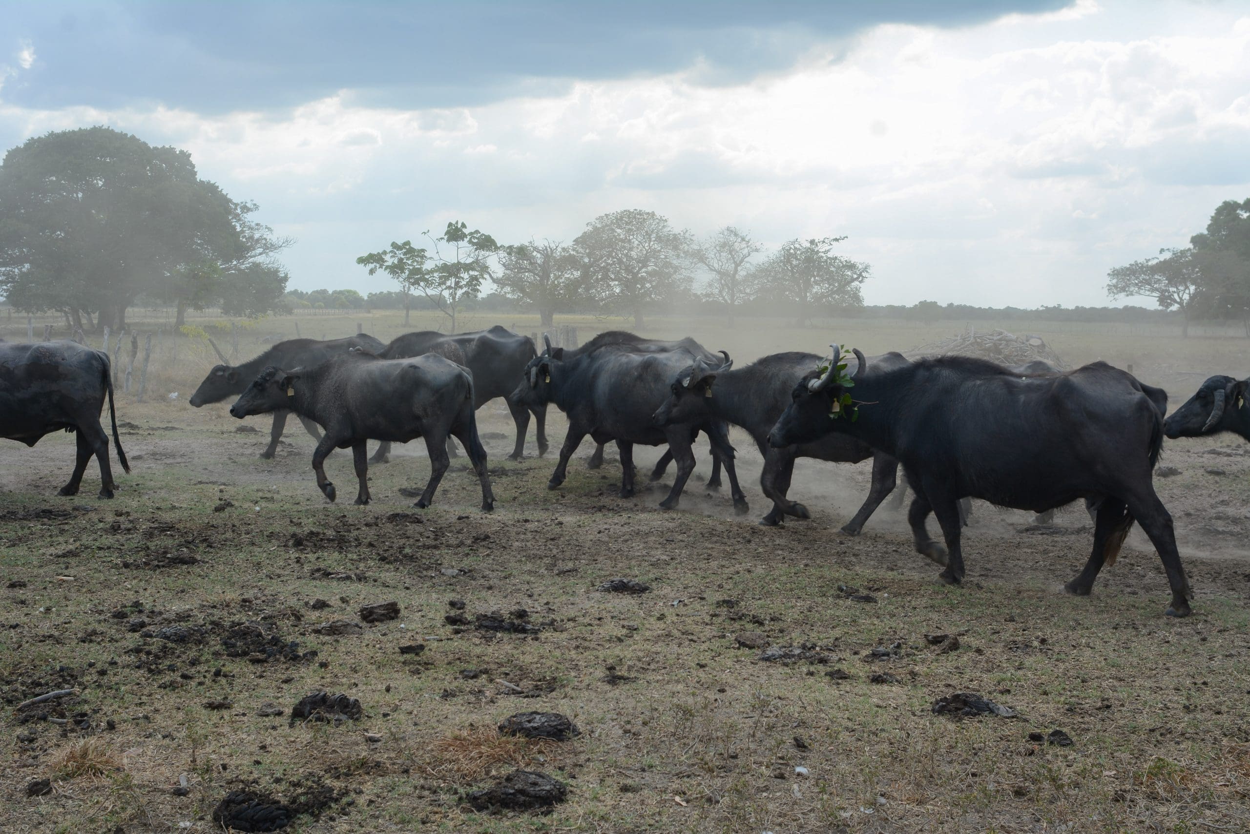 Exploring Alternatives to Traditional Meat and Dairy Products for a More Sustainable Future August 2025