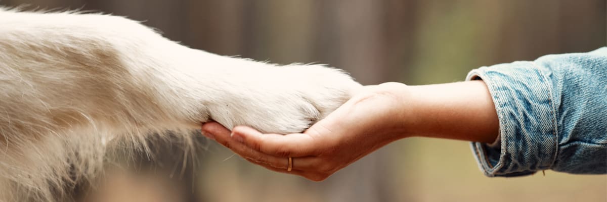 Animal Cruelty Laws, Ethical Challenges, and the Fight for Justice: Addressing Abuse and Promoting Compassion August 2025