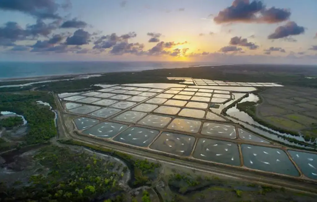 Miljø august 2025