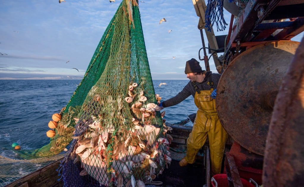 Unveiling the Hidden Cruelty in Seafood: The Fight for Aquatic Animal Welfare and Sustainable Choices August 2025