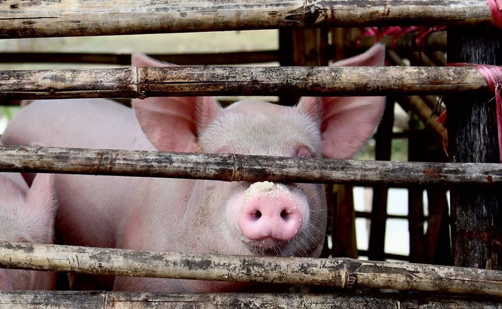 Vegānisms un dzīvnieku labturība: nostāja pret rūpniecisko lauksaimniecību 2025. gada septembris