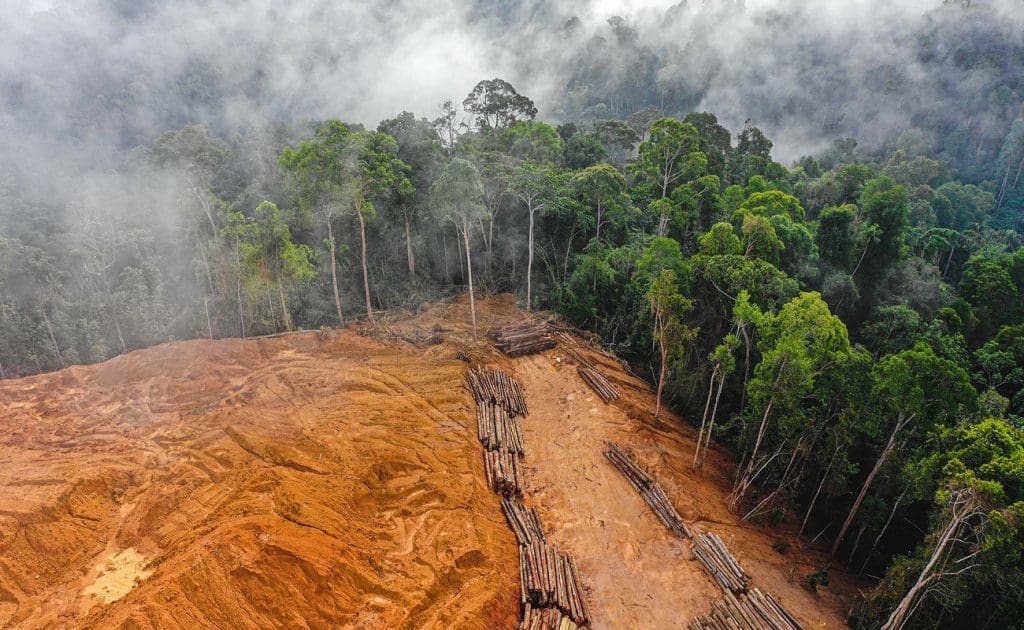 畜牧業對森林砍伐和生物多樣性喪失的影響 2025 年 8 月
