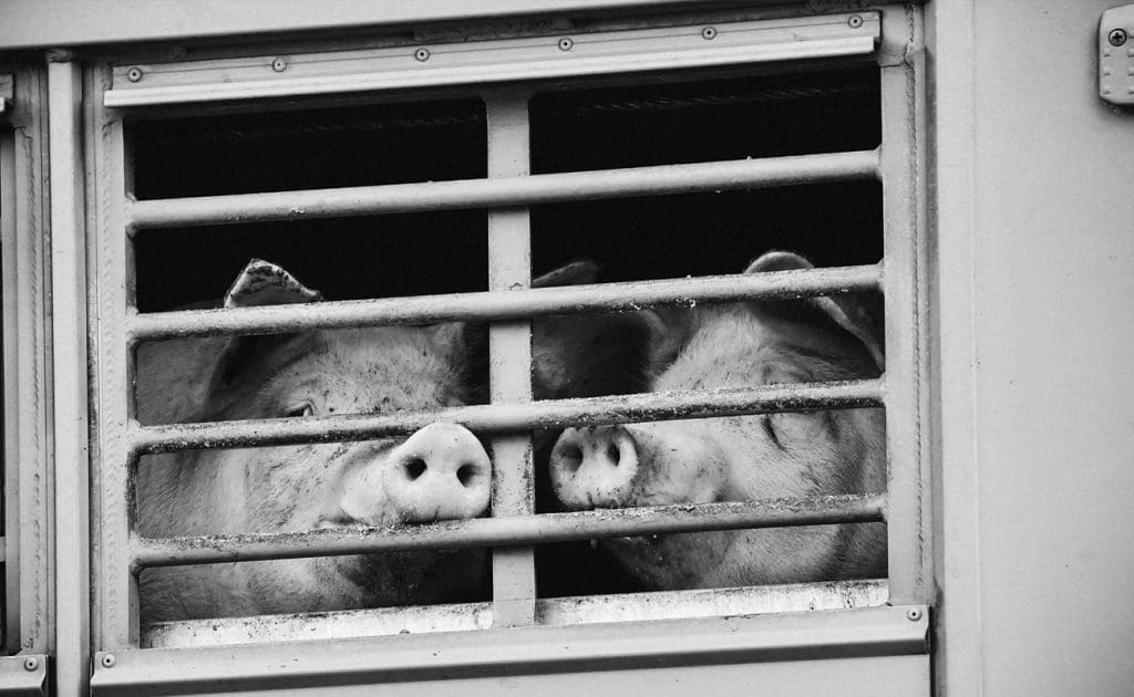 Mahabagin na Pagkain: Paano Sinusuportahan ng Vegan Diet ang Kapakanan ng Hayop at Etikal na Pamumuhay Agosto 2025