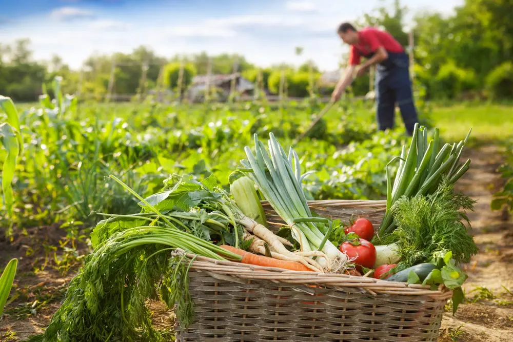 Impactul dietelor asupra mediului: carne vs. pe bază de plante 4 Impactul asupra mediului al dietelor: carne vs. pe bază de plante iunie 2025