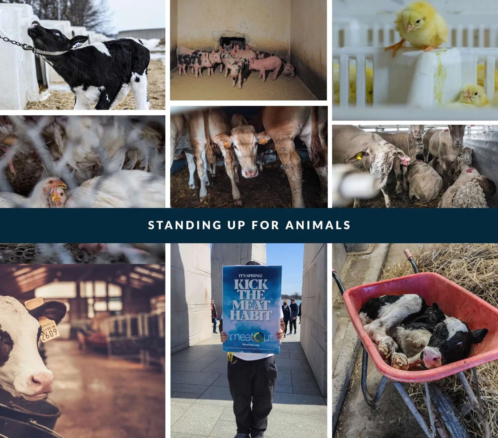 Consideraciones éticas del consumo animal y la elección vegana 3 Consideraciones éticas del consumo animal y la opción vegana (agosto de 2025)