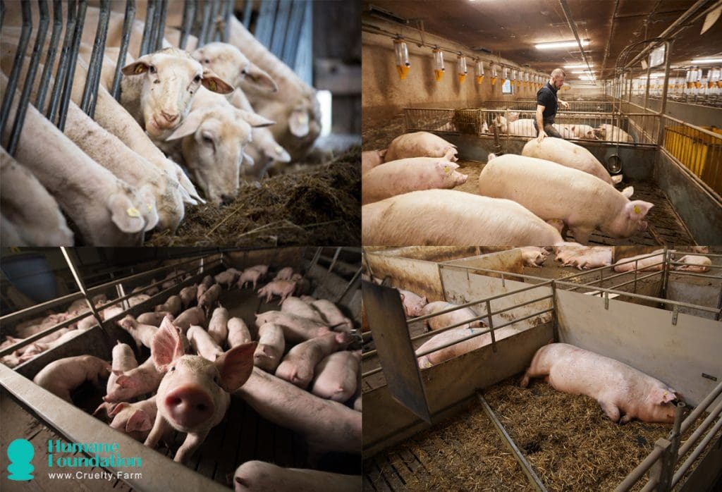 Consideraciones éticas del consumo animal y la elección vegana 2 Consideraciones éticas del consumo animal y la opción vegana (agosto de 2025)