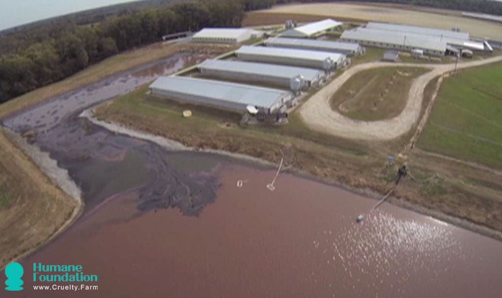How Factory Farming Contributes to Water Pollution, Air Contamination, and Chemical Hazards 1 How Factory Farming Contributes to Water Pollution, Air Contamination, and Chemical Hazards June 2025