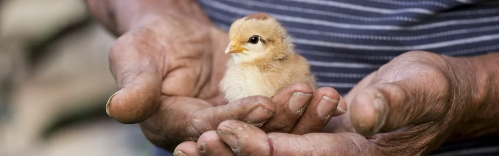 Beyond the Burger: Unpacking Vegan Myths, Compassionate Living, and Ethical Food Choices 1 Beyond the Burger: Unpacking Vegan Myths, Compassionate Living, and Ethical Food Choices June 2025