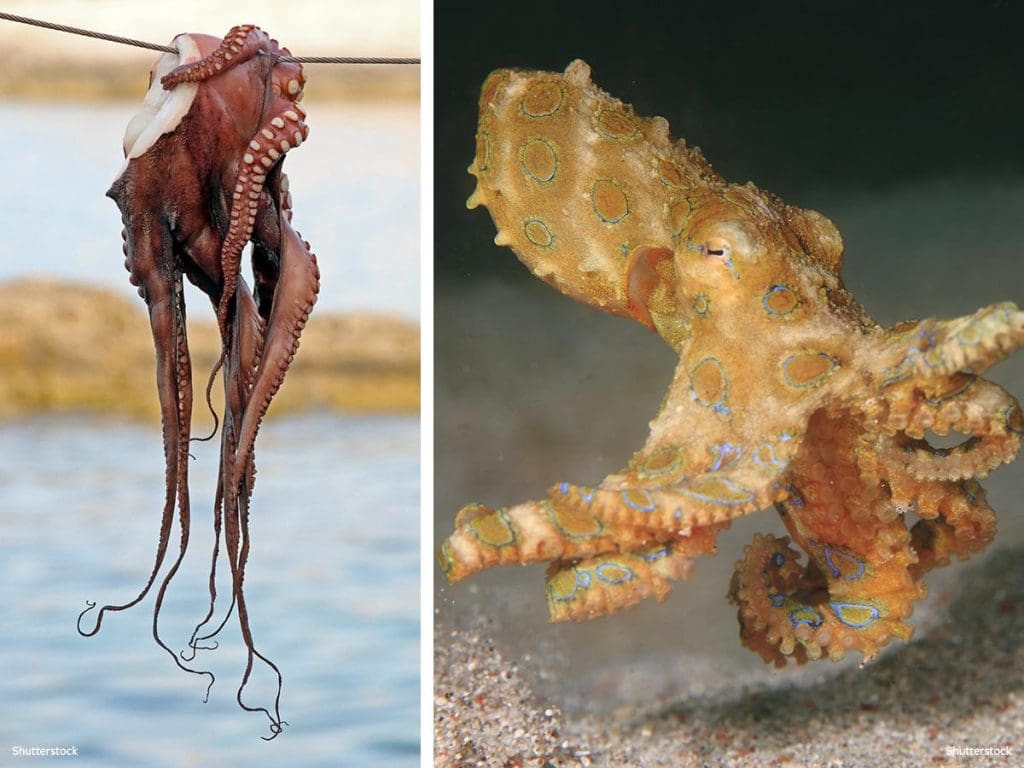 Octopus kənd təsərrüfatında etik məsələlər: dəniz heyvanlarının hüquqlarını və əsirlikin təsirini araşdırmaq Octopus kənd təsərrüfatında etik məsələlər: dəniz heyvanlarının hüquqlarını və əsirlikin təsiri 2025-ci ilin iyun ayının təsirini araşdırmaq