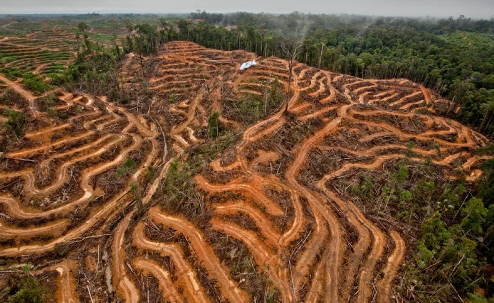 L-Impatt tal-Agrikoltura tal-Annimali fuq id-Deforestazzjoni u t-Telf tal-Bijodiversità 1 L-impatt tal-agrikoltura tal-annimali fuq id-deforestazzjoni u t-telf tal-bijodiversità f'Ġunju 2025