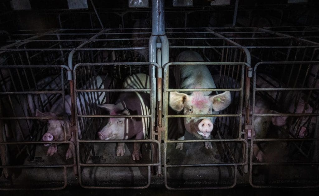 母豬的悲傷：妊娠箱裡的悲慘生活 2025年8月