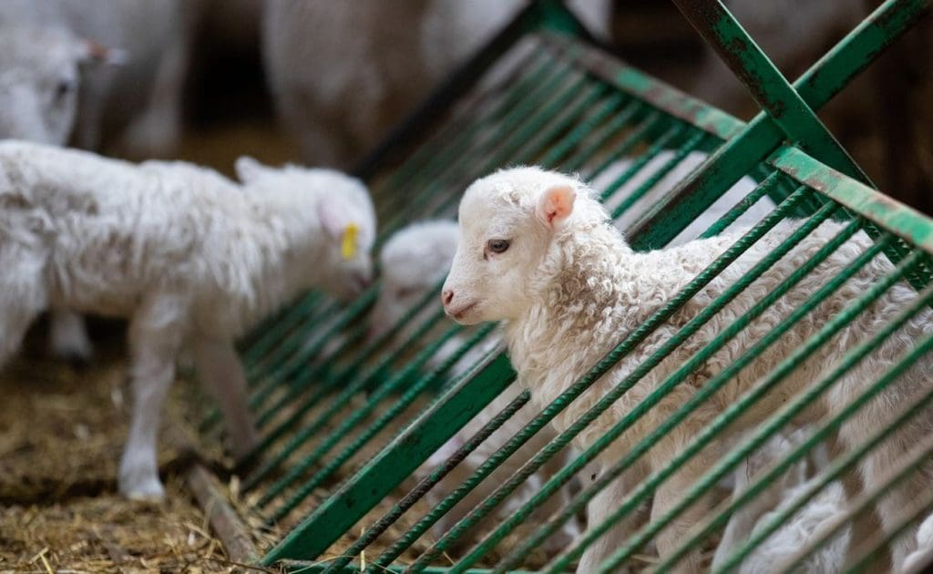 Exposing Cruelty in Wool Production: The Hidden Suffering Behind Shearing Practices August 2025