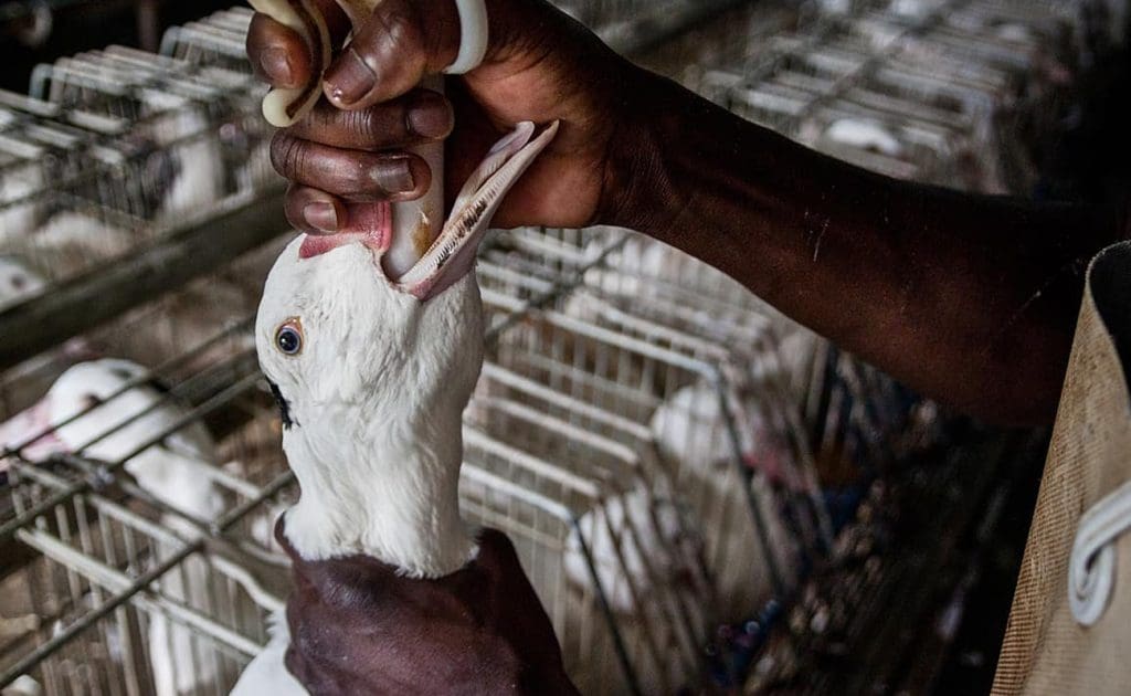 Race v obupu: Skrita krutost kmetij s foie gras avgust 2025